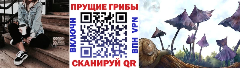 сайты даркнета состав  купить наркотики цена  Шенкурск  Псилоцибиновые грибы ЛСД 